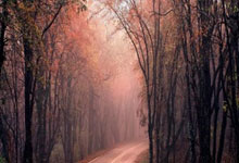 欧博:德国杯:莱比锡战胜法兰克福.